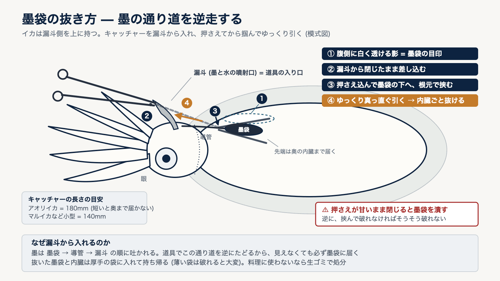 アオリイカの墨袋を漏斗からキャッチャーで抜き取る手順の模式図