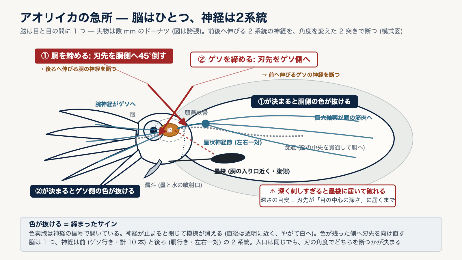 アオリイカを正面から見た模式図。ドーナツ状の脳と左右の神経の切断位置