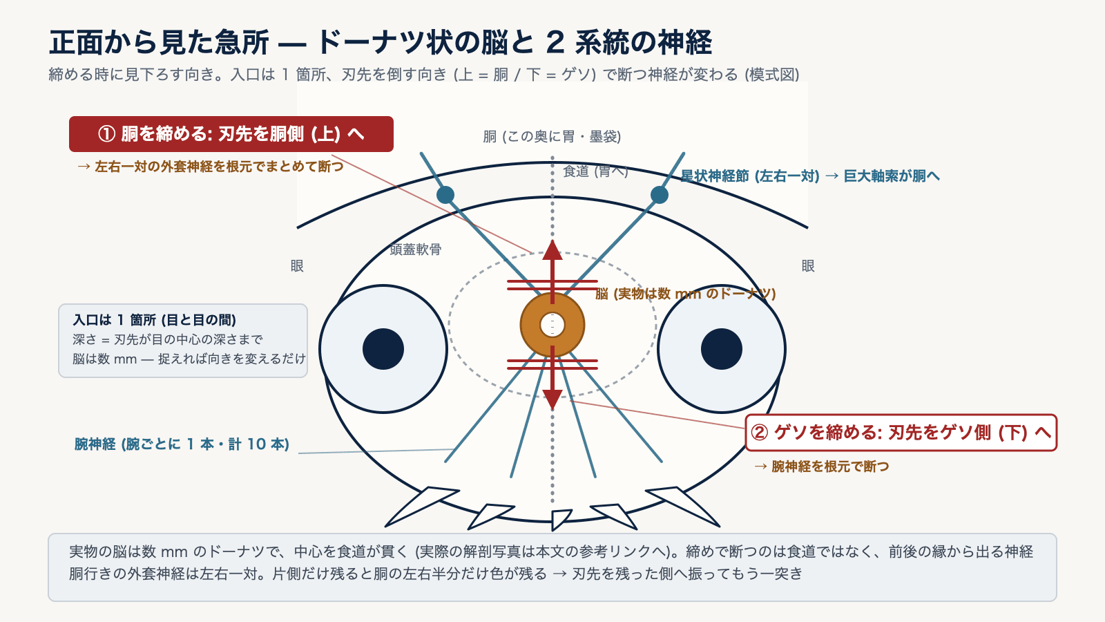 アオリイカの急所の断面図。目と目の間の脳から前後に神経が伸びる模式図