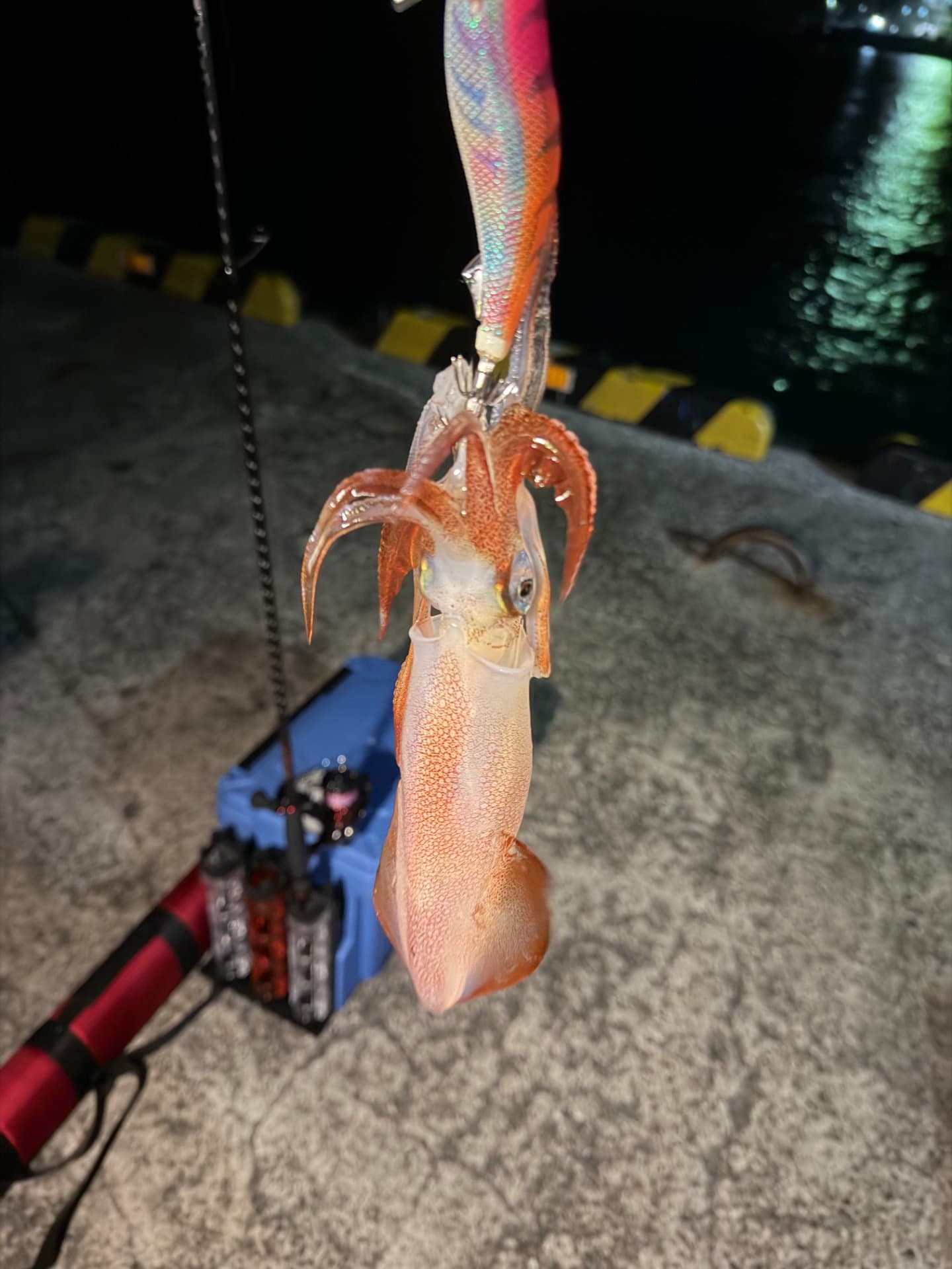 ヒットエギ(エギ王K 3.5号 ぶちぶちコーラル)三浦市超低温魚市場冷蔵庫前