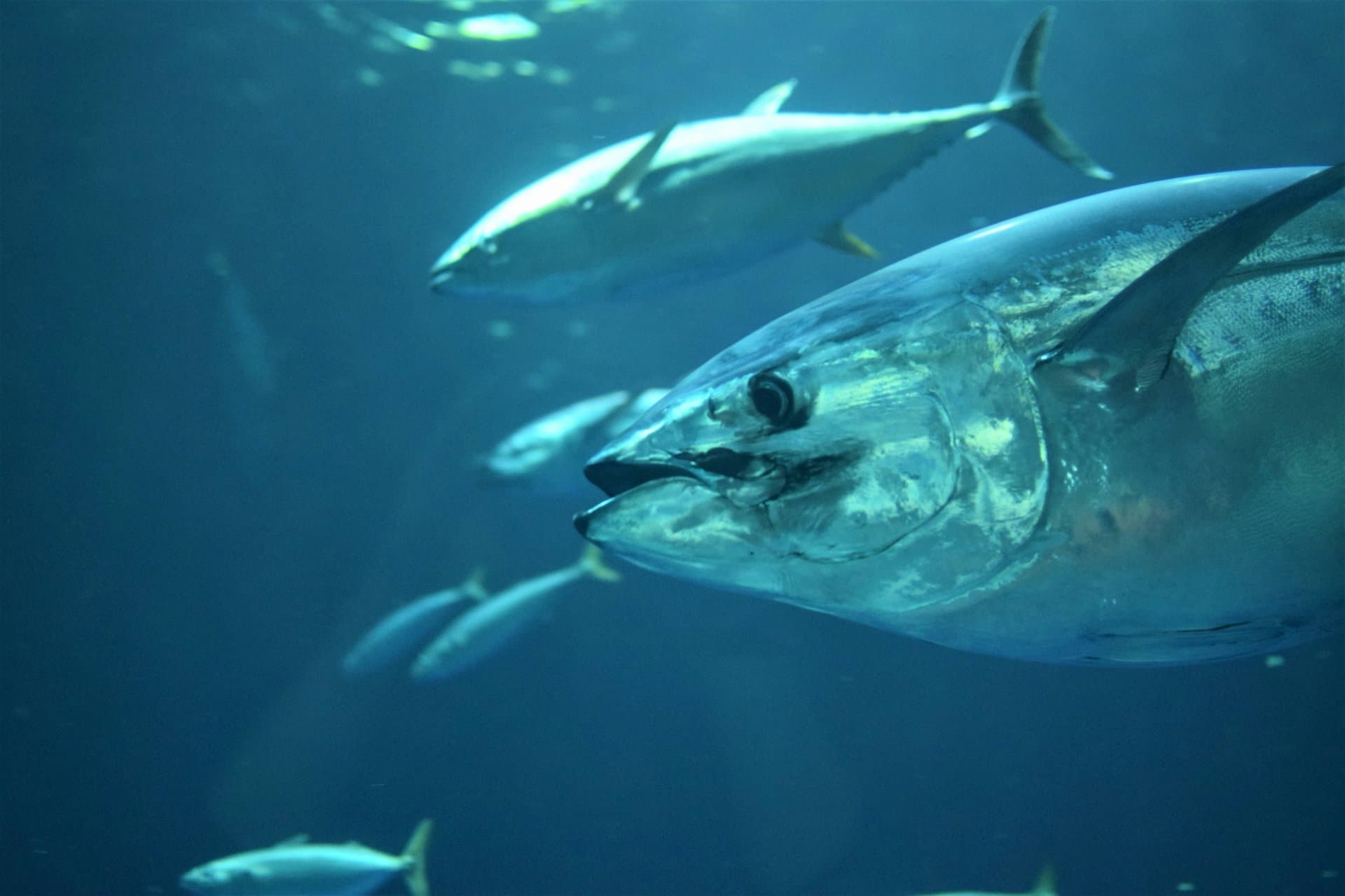 マグロを釣ったら売れる?いくらになる?遊漁の最新ルール