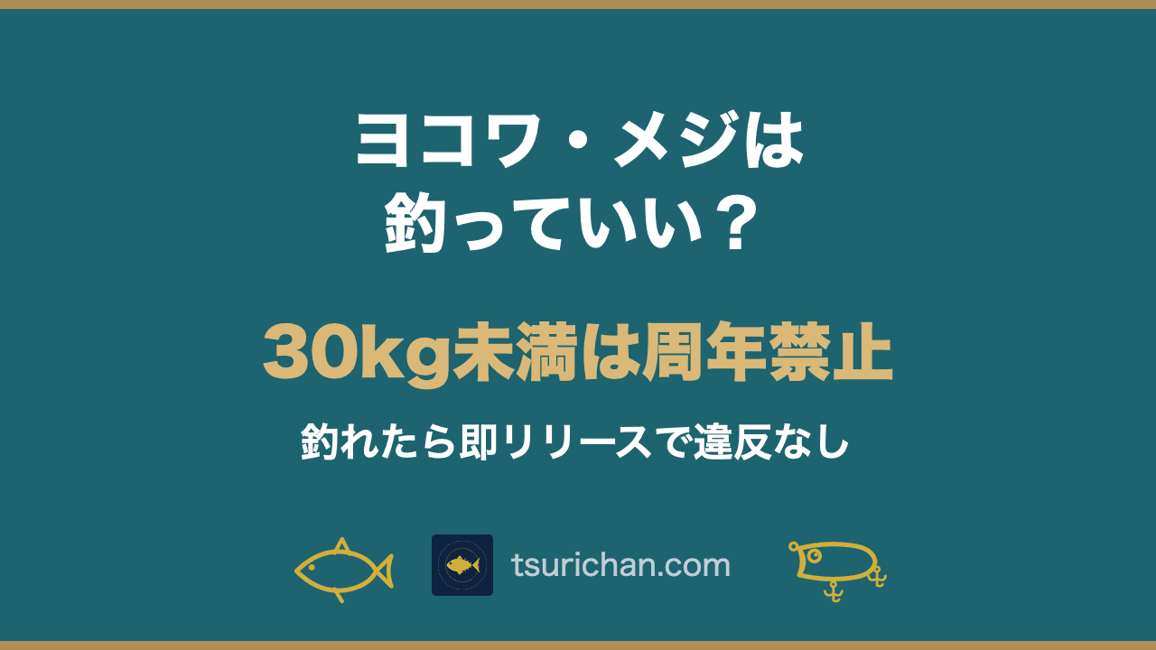 ヨコワ・メジは釣っていい?小型クロマグロの規制と見分け方