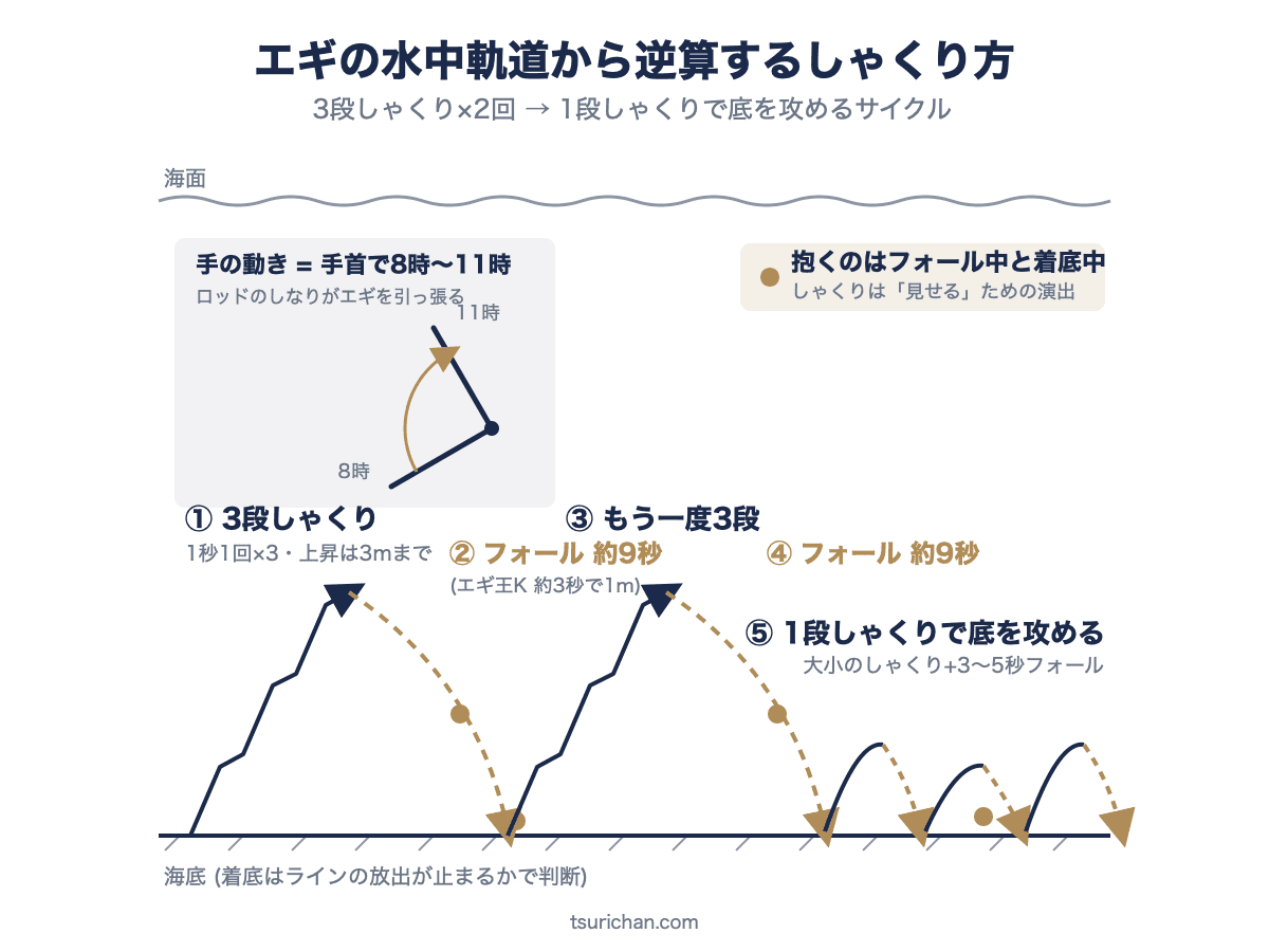 エギの水中軌道から逆算するしゃくり方。着底から3段しゃくりで3m以内を上昇、約9秒のカーブフォールで再着底を2回繰り返し、その後は1段しゃくりで底付近を攻める。手の動きは手首で8時から11時、抱くのはフォール中と着底中