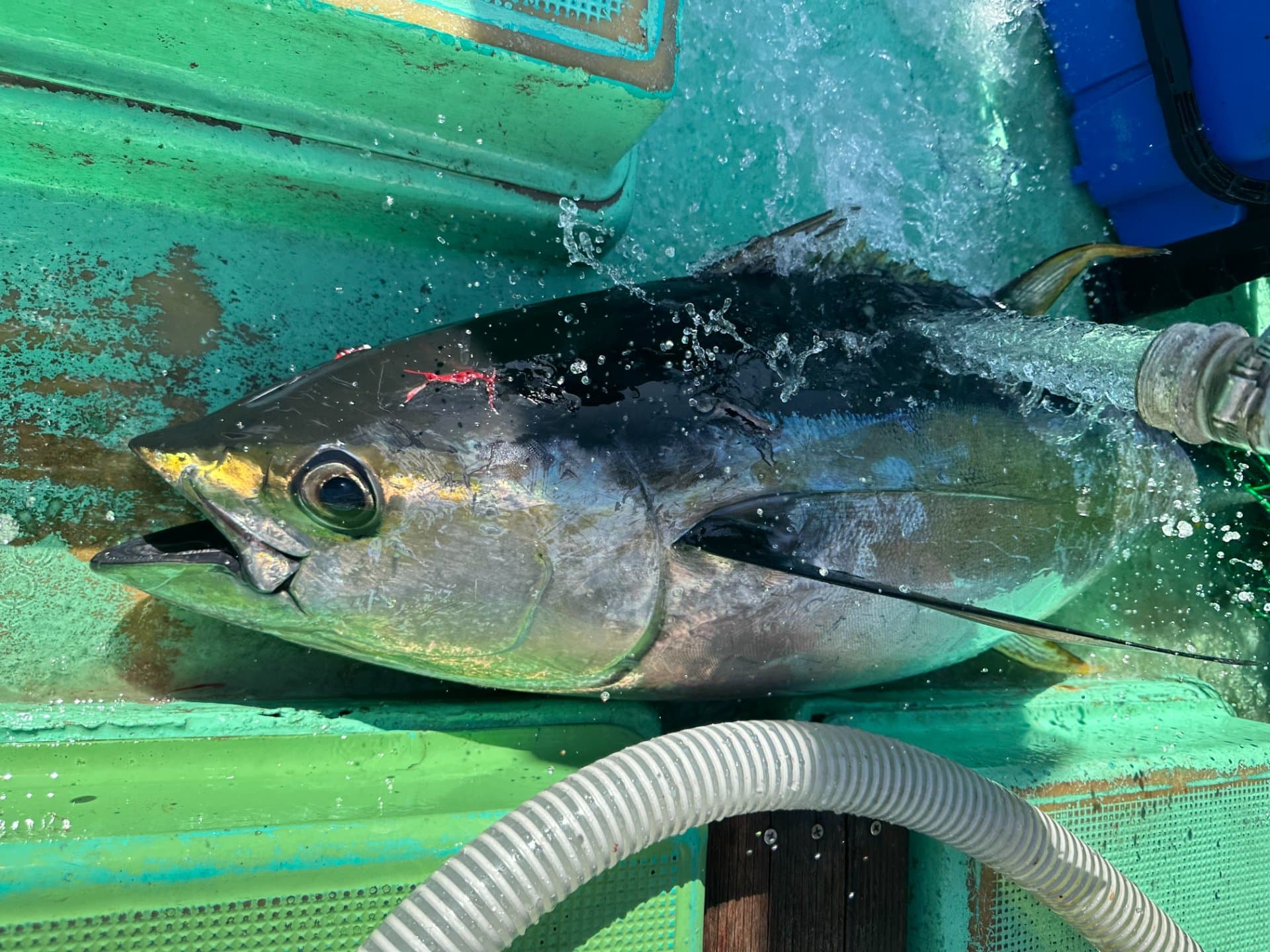 相模湾で釣り上げたキハダマグロ